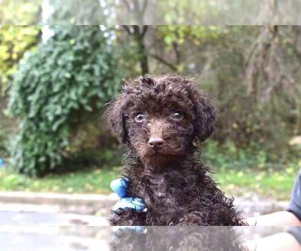 Medium Photo #1 Poodle (Miniature)-Schnoodle (Miniature) Mix Puppy For Sale in RIVERDALE, MD, USA