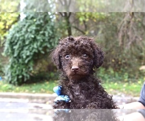 Poodle (Miniature)-Schnoodle (Miniature) Mix Puppy for sale in RIVERDALE, MD, USA