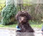 Small Photo #1 Poodle (Miniature)-Schnoodle (Miniature) Mix Puppy For Sale in RIVERDALE, MD, USA