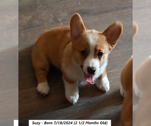 Pembroke Welsh Corgi Puppy for Sale in FALLON, Nevada USA