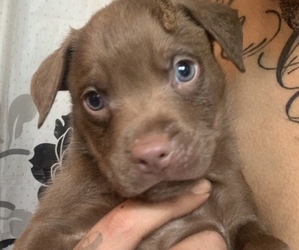 American Pit Bull Terrier Puppy for sale in LANSFORD, PA, USA