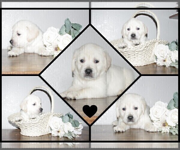 Medium Photo #14 English Cream Golden Retriever-Labrador Retriever Mix Puppy For Sale in FORT COLLINS, CO, USA
