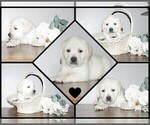 Small #13 English Cream Golden Retriever-Labrador Retriever Mix