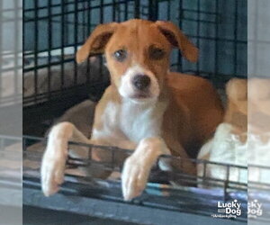 Bambino - Male Retriever -Unknown Mix Dog for Adoption - Photo #6