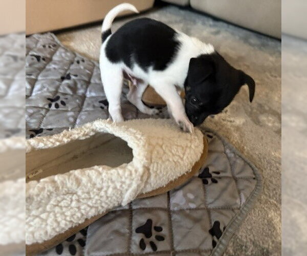 Medium Photo #2 Mutt Puppy For Sale in Spring Lake, NC, USA
