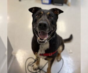Rottweiler-Unknown Mix Dogs for adoption in Rohnert Park, CA, USA