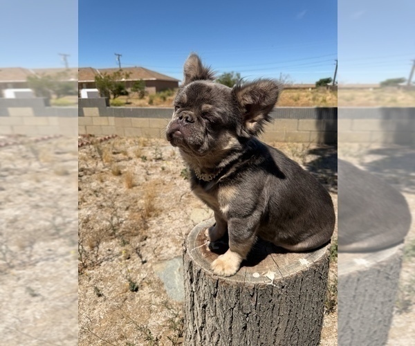 Medium Photo #30 French Bulldog Puppy For Sale in SAN JOSE, CA, USA