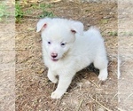 Small Photo #7 Miniature Australian Shepherd Puppy For Sale in BELLVILLE, OH, USA