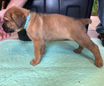 Small #3 Boerboel-Cane Corso Mix