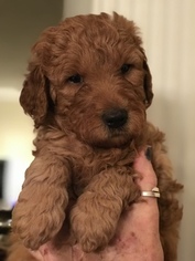 Goldendoodle Puppy for sale in CONYERS, GA, USA