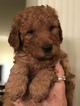 Small Photo #1 Goldendoodle Puppy For Sale in CONYERS, GA, USA