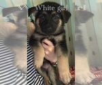 Small Photo #3 German Shepherd Dog Puppy For Sale in CLAREMONT, NC, USA