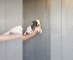 Puppy Puppy 7 American Bulldog