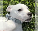 Small #1 Anatolian Shepherd-Catahoula Leopard Dog Mix