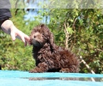 Small #17 ShihPoo
