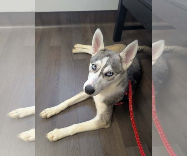 Medium Photo #5 Siberian Husky-Unknown Mix Puppy For Sale in Holly Springs, NC, USA