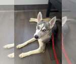 Small #4 Siberian Husky Mix