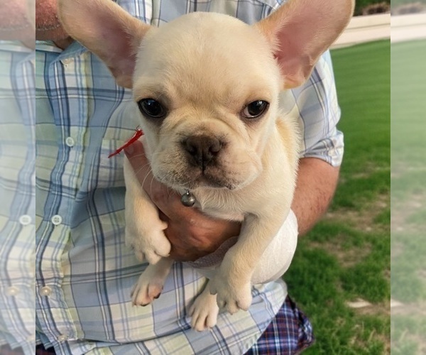 Medium Photo #5 French Bulldog Puppy For Sale in WOODRUFF, SC, USA