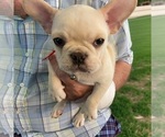 Small Photo #5 French Bulldog Puppy For Sale in WOODRUFF, SC, USA