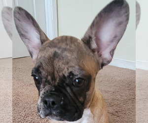 French Bulldog Puppy for sale in TAMPA, FL, USA