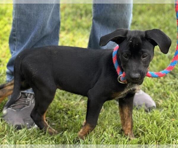 Medium Photo #3 Boxer-Unknown Mix Puppy For Sale in Yardley, PA, USA
