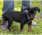Small #2 Boxer Mix