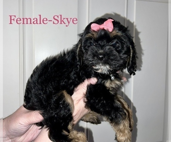 Medium Photo #1 Cockapoo Puppy For Sale in BISHOPVILLE, SC, USA
