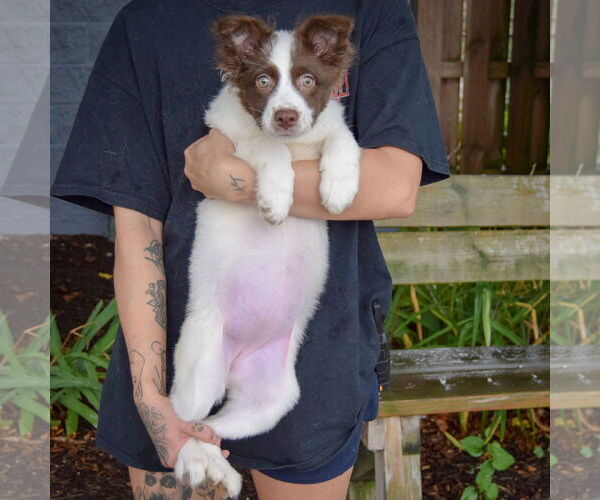 Medium Photo #4 Australian Shepherd-Pomeranian Mix Puppy For Sale in Huntley, IL, USA