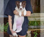 Small #3 Australian Shepherd-Pomeranian Mix