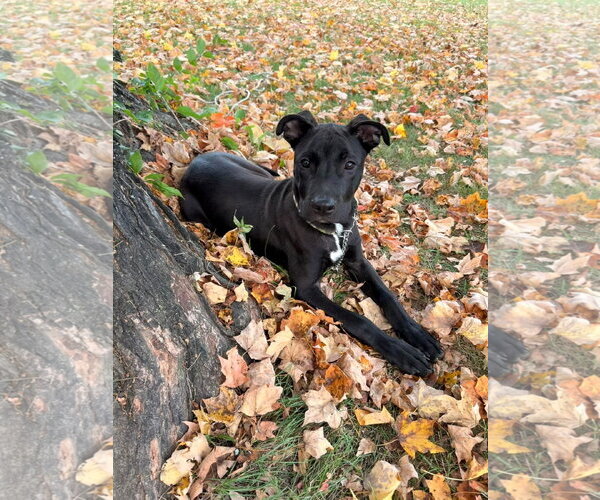 Medium Photo #3 American Pit Bull Terrier-Unknown Mix Puppy For Sale in Germantown, OH, USA