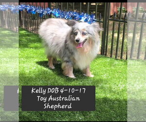 Australian Shepherd Dogs for adoption in York, SC, USA