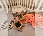 Small #5 French Bulldog