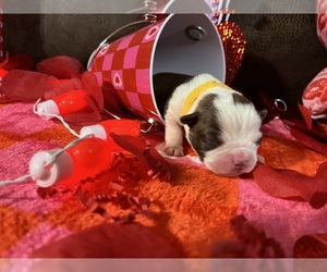 Boston Terrier Puppy for sale in CLEVELAND, TX, USA
