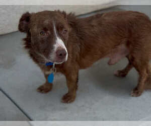 Mutt Dogs for adoption in Polson, MT, USA