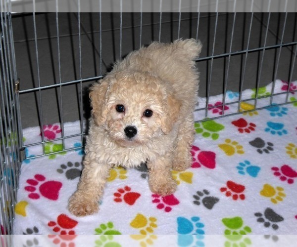 Medium Photo #4 Poodle (Miniature) Puppy For Sale in ORO VALLEY, AZ, USA