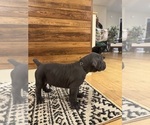 Small Photo #23 Cane Corso Puppy For Sale in BARBOURSVILLE, VA, USA