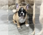 Small Photo #3 French Bulldog Puppy For Sale in NAPA, CA, USA