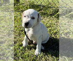 Davis - Male Bulldog-Unknown Mix Dog for Adoption - Small photo