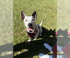 Catahoula Leopard Dog-Labrador Retriever Mix Dogs for adoption in Sanford, FL, USA