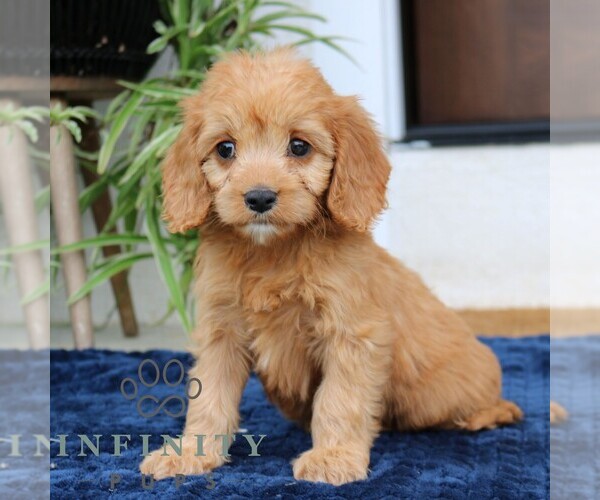 Medium Photo #2 Cavalier King Charles Spaniel-Goldendoodle Mix Puppy For Sale in NARVON, PA, USA