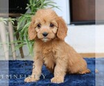 Small #1 Cavalier King Charles Spaniel-Goldendoodle Mix