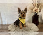 Trey - Male Yorkshire Terrier Puppy for Sale - Photo #4