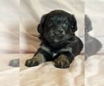 Kitten - Female Corgipoo Puppy for Sale - Photo #4