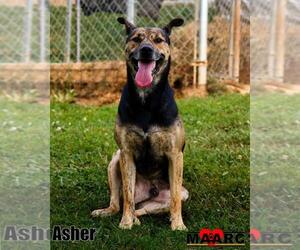 Jack Russell Terrier-Mountain Cur Mix Dogs for adoption in Maryville, TN, USA