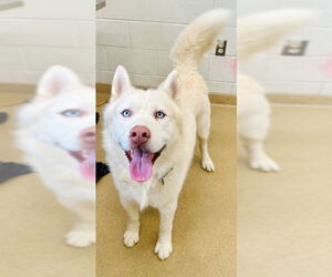 - Mix Dogs for adoption in Derwood, MD, USA