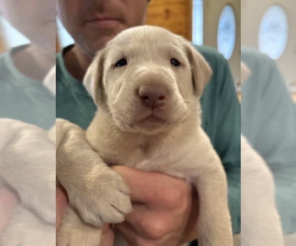 Medium Photo #2 Labrador Retriever Puppy For Sale in LEASBURG, MO, USA