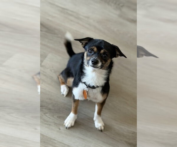 Medium Photo #4 Chihuahua Puppy For Sale in Arlington, VA, USA