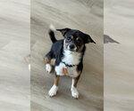 Small #3 Chihuahua