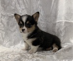 Small #1 Pembroke Welsh Corgi