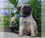 Small Photo #3 Pug Puppy For Sale in HONEY BROOK, PA, USA